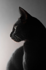 Black oriental cat portrait on black backround. Side view. Close up.