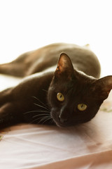 Black oriental cat lying in the sunlight. Animal, portrait, close up.