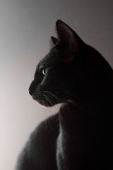 Black oriental cat portrait on black backround. Side view. Close up.