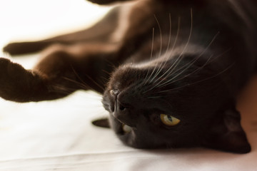 Black oriental cat lying in the sunlight. Animal, portrait, close up.