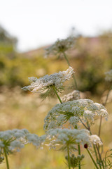 Wild carrot flower in summer. Daucus carota.