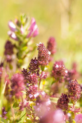 Obraz na płótnie Canvas Violet flowers in summer field. Close up.