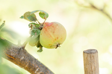Green apple friut  on a tree branch. Close.