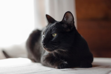 Black oriental cat relaxing on the white table in the rural county house. Animal portrait.