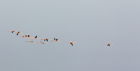 Flying flock of nice pink big birds Greater Flamingos, Phoenicopterus ruber, with clear blue sky