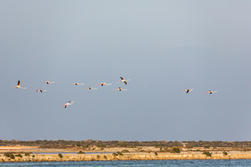 Flying flock of nice pink big birds Greater Flamingos, Phoenicopterus ruber, with clear blue sky on saltworks