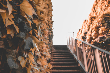 Leaves with a stair in the background