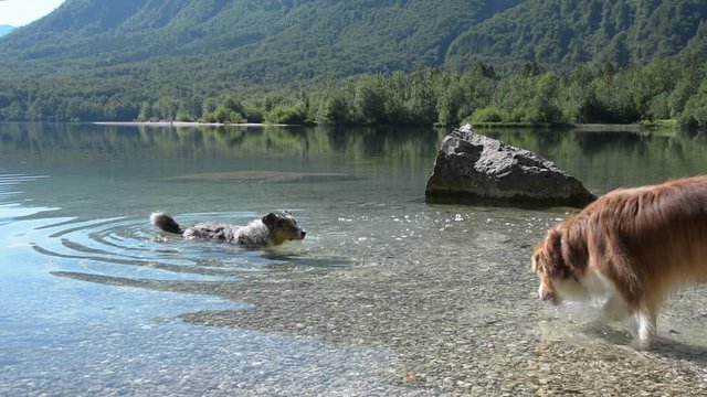 Fluffy sheppard dog runs into Bohinj lake on a hot summer day to cool down with another dog coming into frame later.