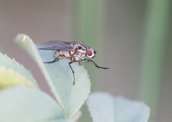 Anthomyiidae species fly perched on a green leaf along stream