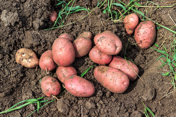 Fototapeta premium potato harvesting, rural areas, a hill of potatoes on the ground