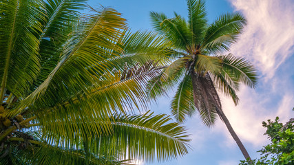 Fototapeta na wymiar Coconat Palm on the Beach of Gam Island. Raja Ampat, Indonesia, West Papua
