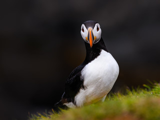 Atlantic Puffin Standing Portrait on Dark Gray Background