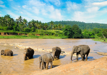 Obraz premium Elephants bathing in the jungle river of Sri Lanka.