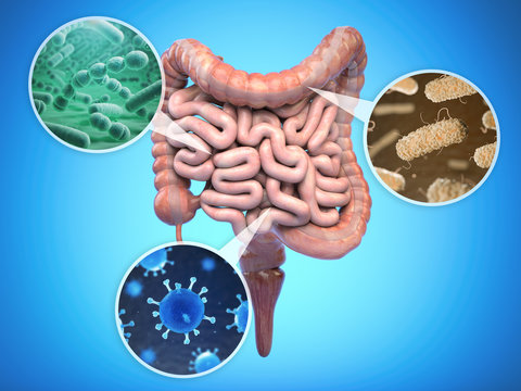 Bacteries Of Human Intestine, Intestinal Flora Gut Health Concept.
