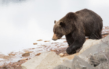 Grizzly bear in the spring