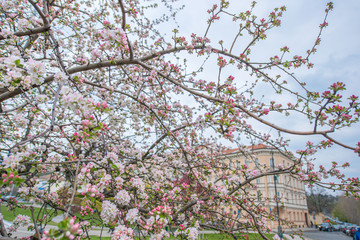 Pink tree blossom blooming in Prague, Czech Republic with orange building in the background