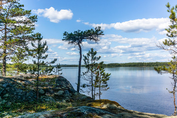 The quiet wild forest and lonely trees on the shore of the Saimaa lake in the Linnansaari National Park in Finland - 9