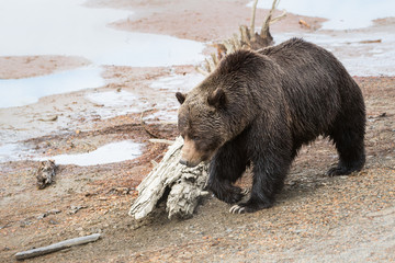 Grizzly bear in the spring
