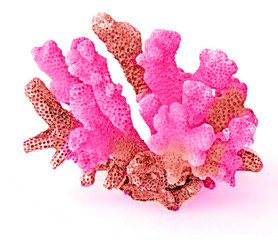 coral isolated on white background © Dmitry