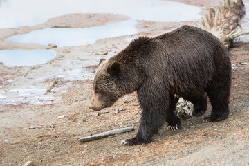 Grizzly bear in the spring