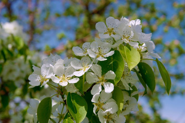 Flowering branches of the apple tree