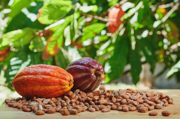 Colorful cacao pods on table - obrazy, fototapety, plakaty