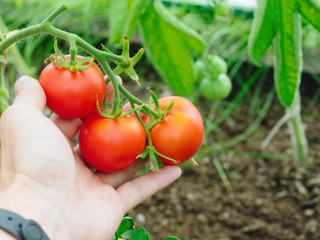 Ripe natural tomatoes. Growing on a branch in a greenhouse. Harvesting