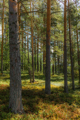 Light and shadows among the pine trees of the Linnansaari National Park in Finland  - 2