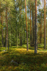 Light and shadows among the pine trees of the Linnansaari National Park in Finland  - 4