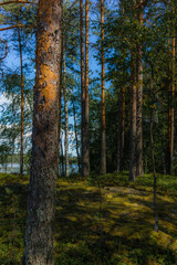 Light and shadows among the pine trees of the Linnansaari National Park in Finland  - 6