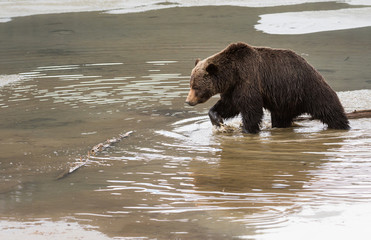 Grizzly bear in the spring
