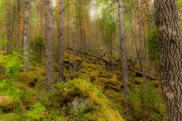 Glacier erratics covered in moss and lichens in the Linansaari National Park in Finland  among plants of blueberries - 1