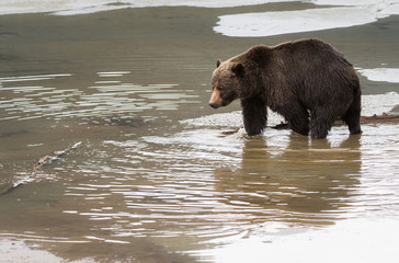 Grizzly bear in the spring