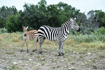 Fototapeta na wymiar Zebra Mom and Baby in the Wild
