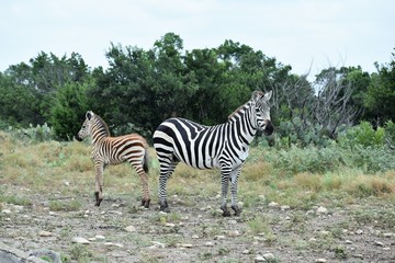 Zebra Mom and Baby in the Wild