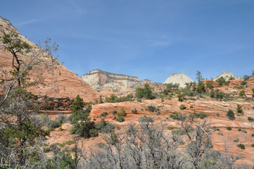 Fototapeta na wymiar Zion canyon nationalpark in utah americas south west