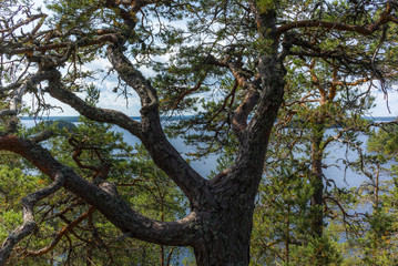 The quiet wild forest and lonely trees on the  top of a rocky island in the Linnansaari National Park in Finland - 7