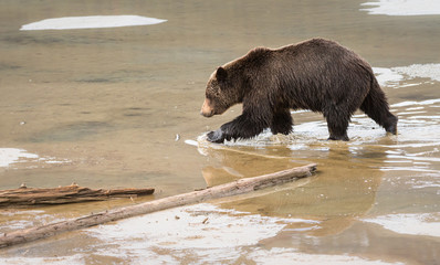 Grizzly bear in the spring