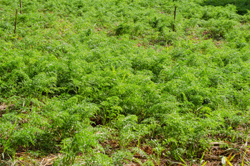 Fototapeta premium Growing Carrots