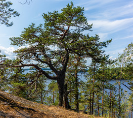 The quiet wild forest and lonely trees on the  top of a rocky island in the Linnansaari National Park in Finland - 10