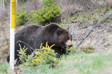 Grizzly bear in the spring