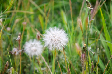 Obraz na płótnie Canvas Two large fluffy dandelion on a background of green meadows. Motley grass, the beginning of summer. Close-up. Selective focus. Copy space