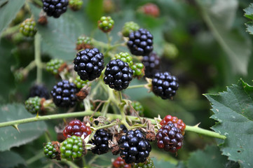 On the branch ripen the berries Rubus fruticosus