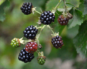 On the branch ripen the berries Rubus fruticosus