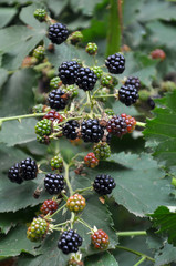 On the branch ripen the berries Rubus fruticosus