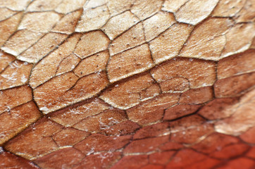 Brown dry leaves with blackish-colored