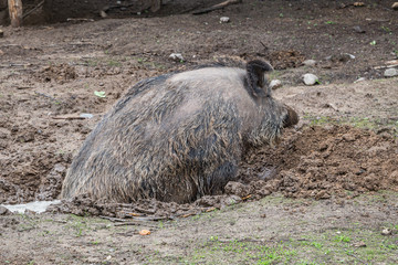 Big wild boar sitting in the mud