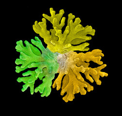 coral isolated on black background © Dmitry