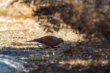 wild bird