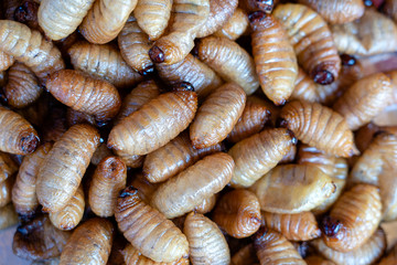 Fried silk worms delicious in street food in Thailand. Close up